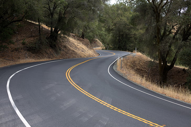 curved concrete road surrounded with trees